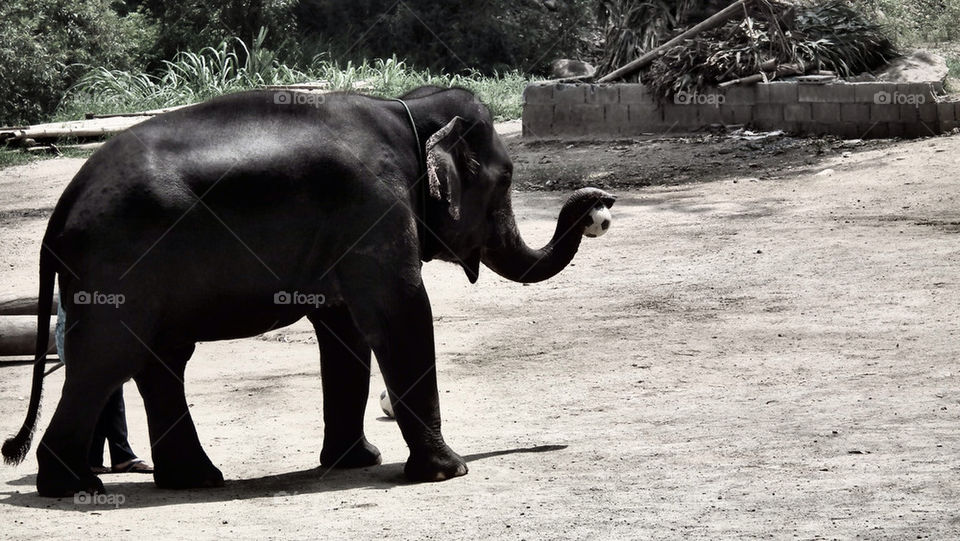 At national park northern Thailand - Elefants park