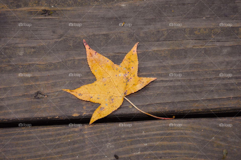 Withered maple leaf on wood