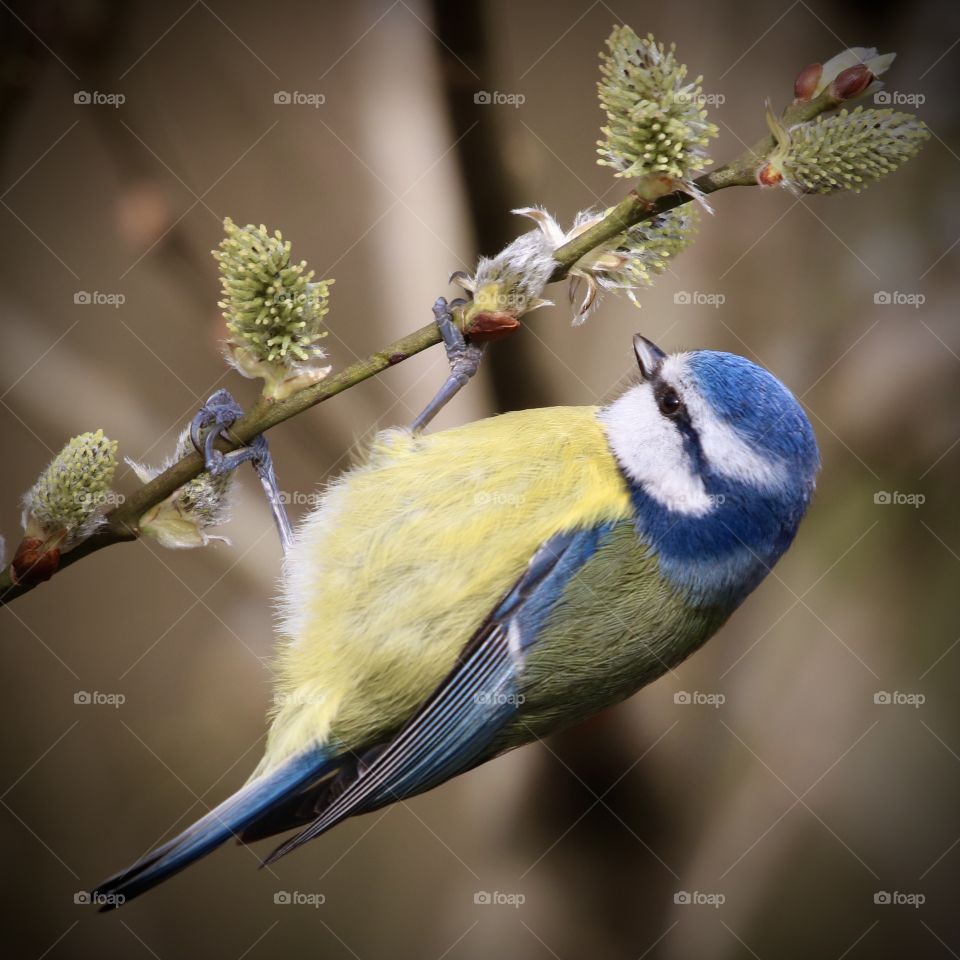 Blue tit