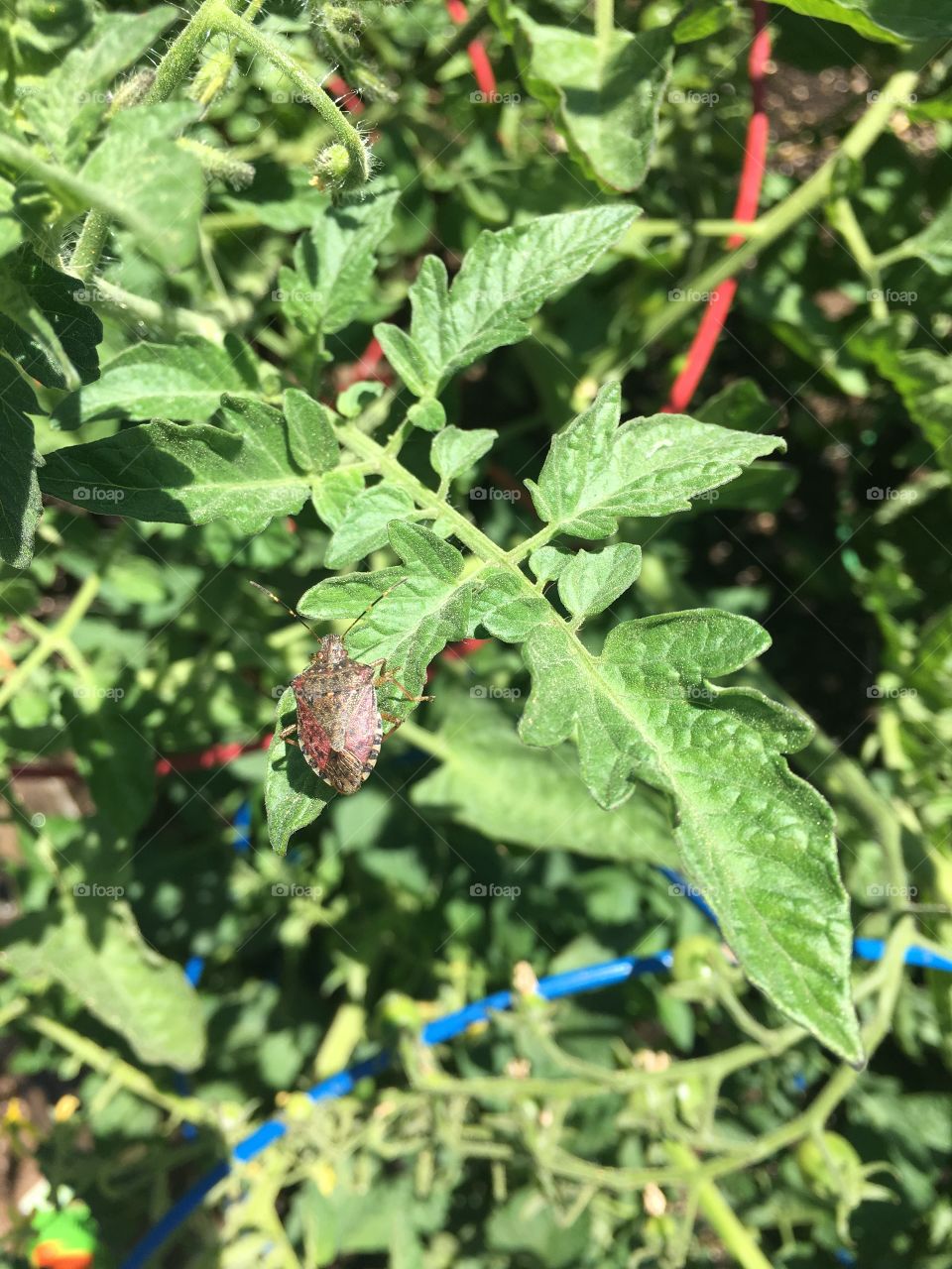 Bug on a leaf