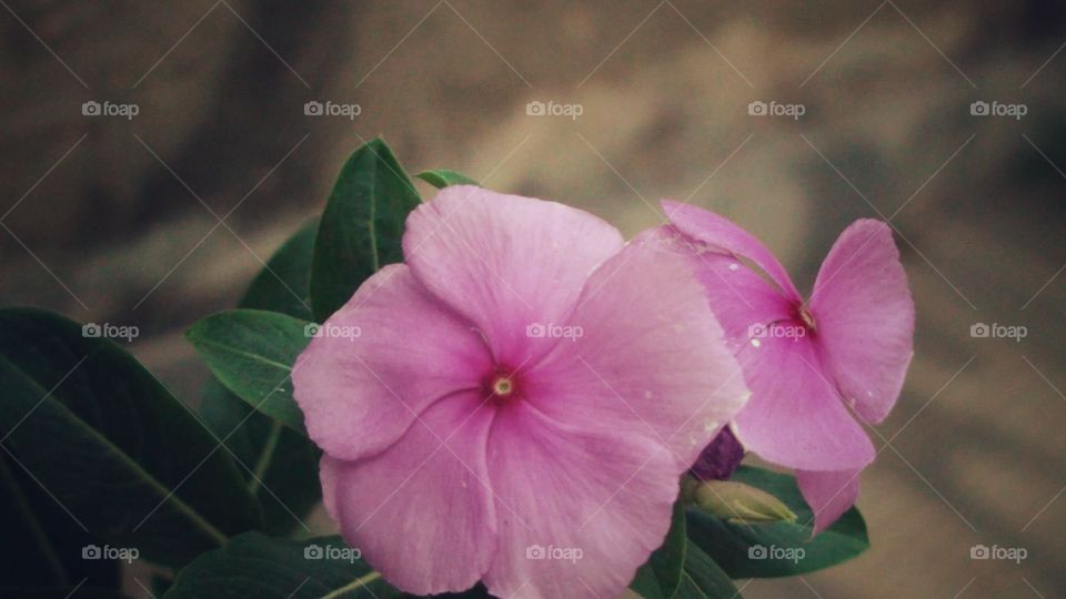 Pink Vintage Flower