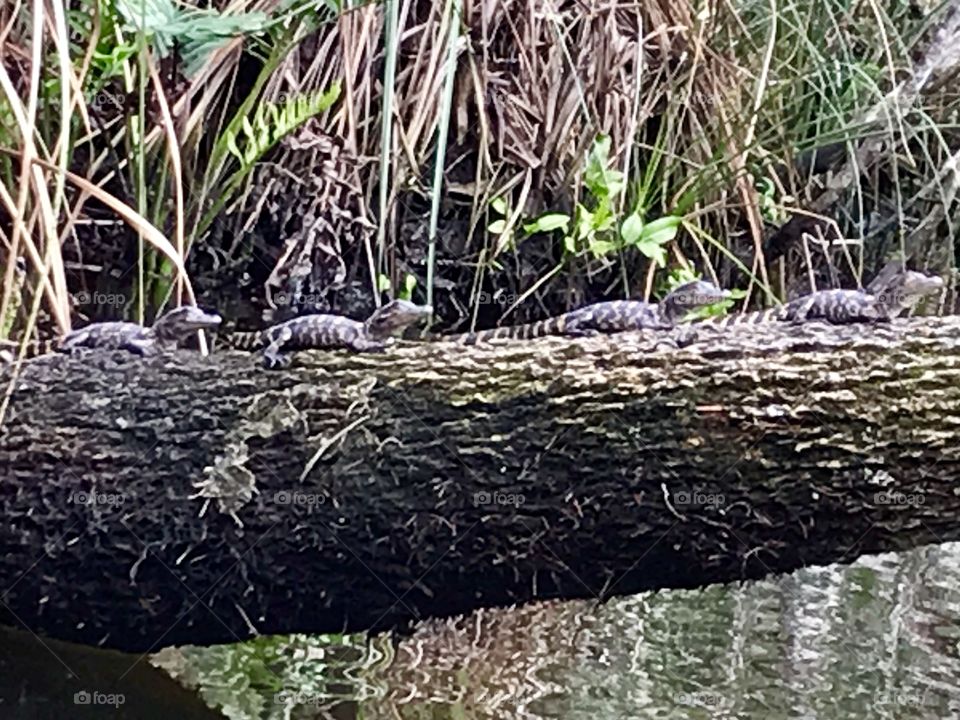 Baby Alligators lined up in the sun on a fallen tree trunk in the jungle.  