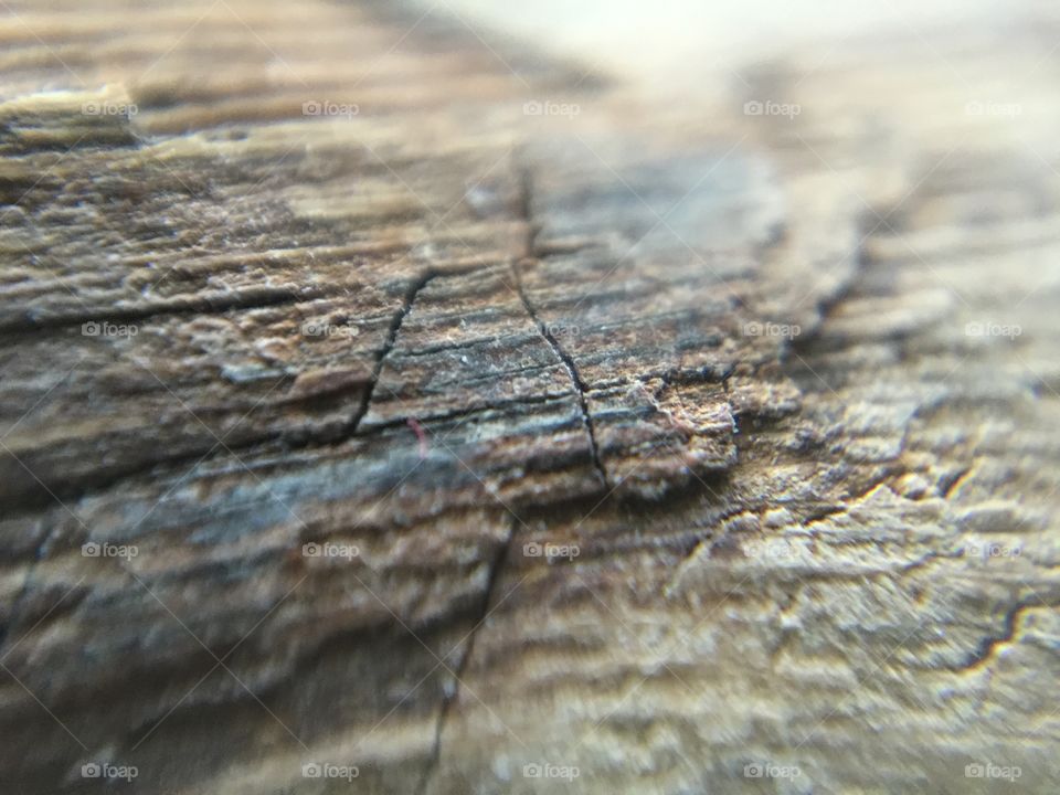 Macro wood texture