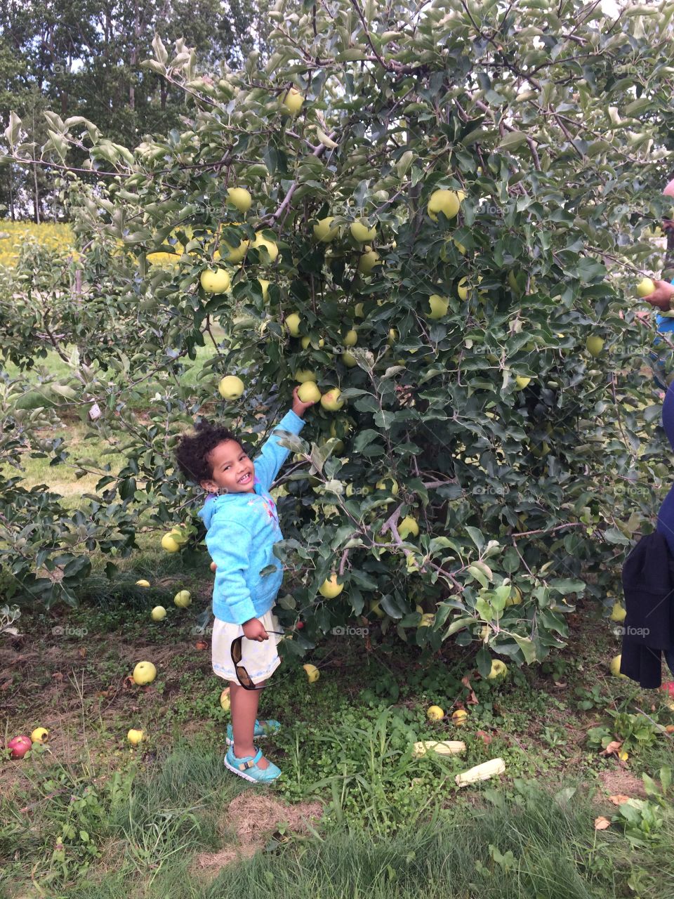 Green Apple picking with little girl 