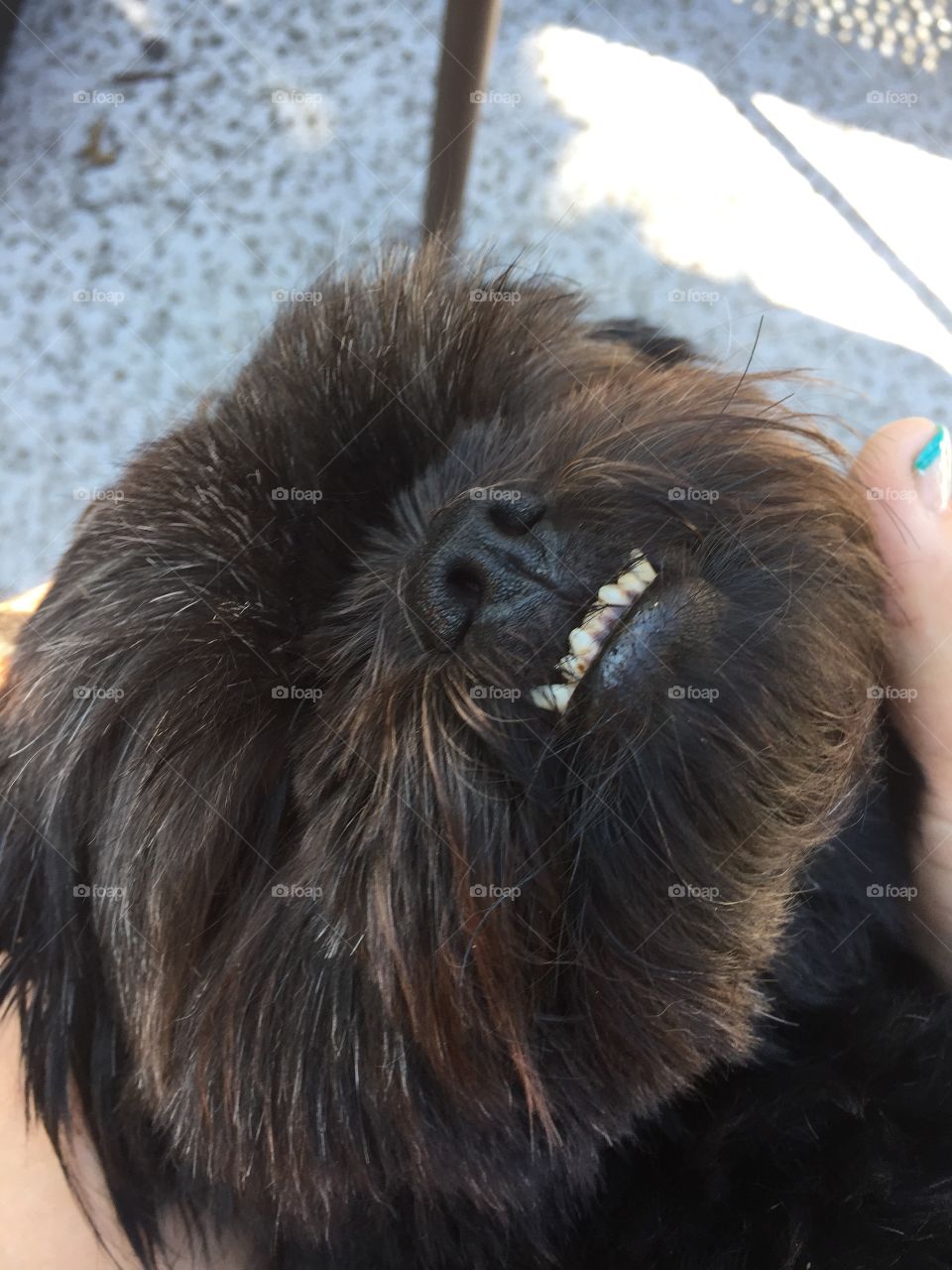 Smiling dog!
