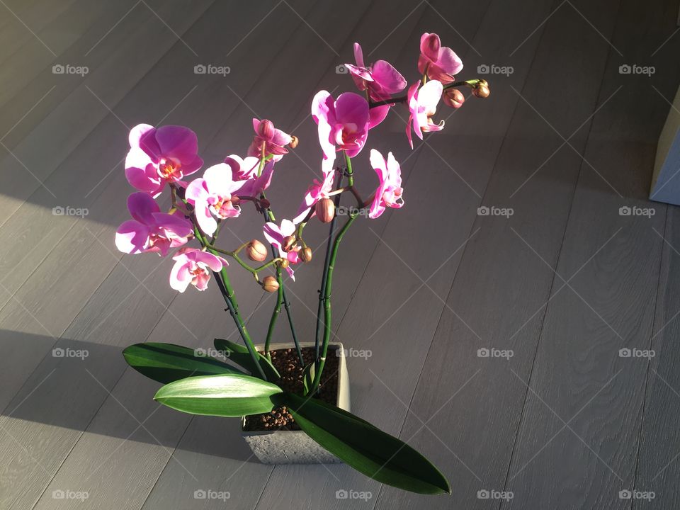 Orchids