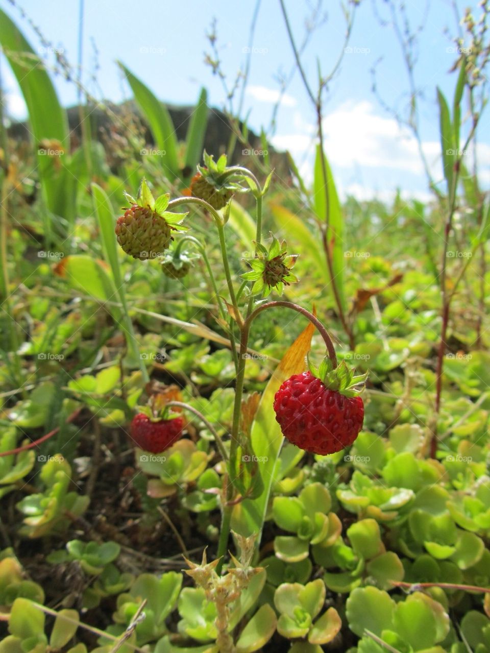 nature summer strawberry wild by gnagulf