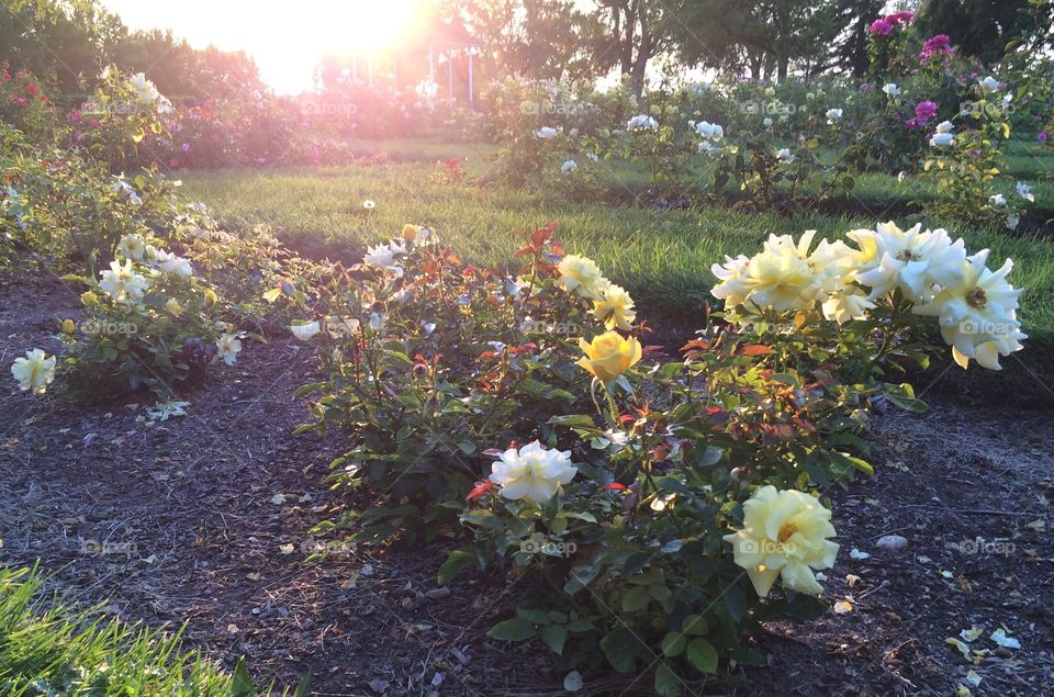 Saturated Garden. The sunset brings a deeper, brighter yellow hue to these white and pale yellow roses