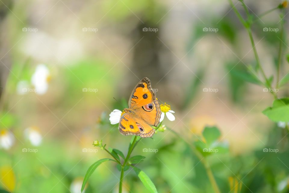Butterfly and white flower