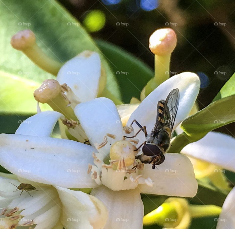 Bee gathering nectar