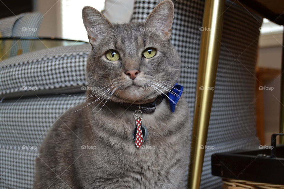 Bowtie cat. Gray tabby with bow tie and tie.