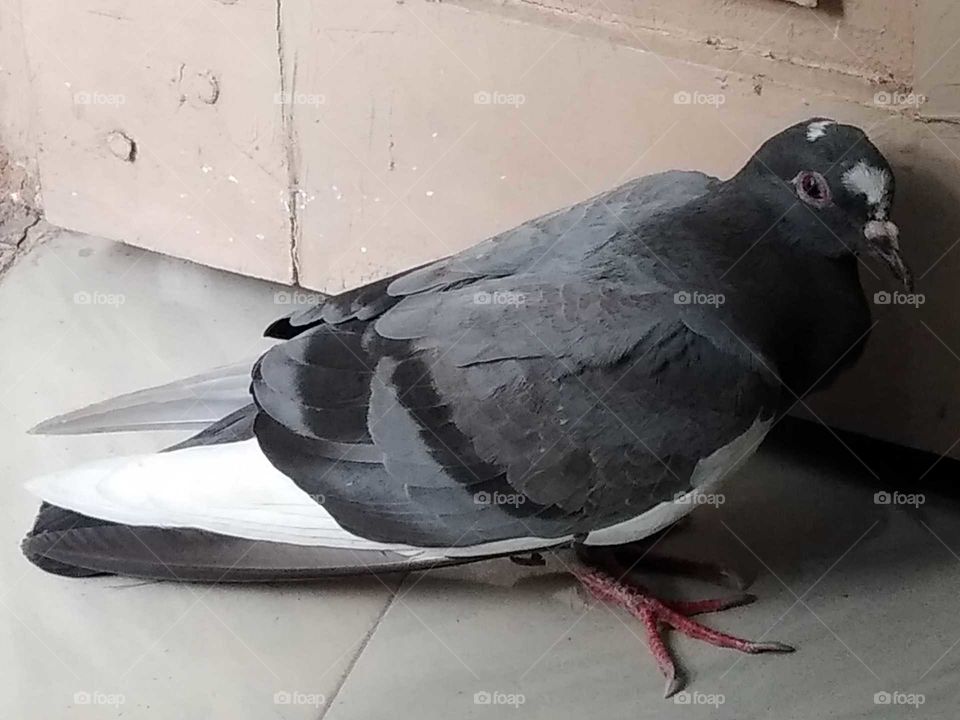 pigeon in my house