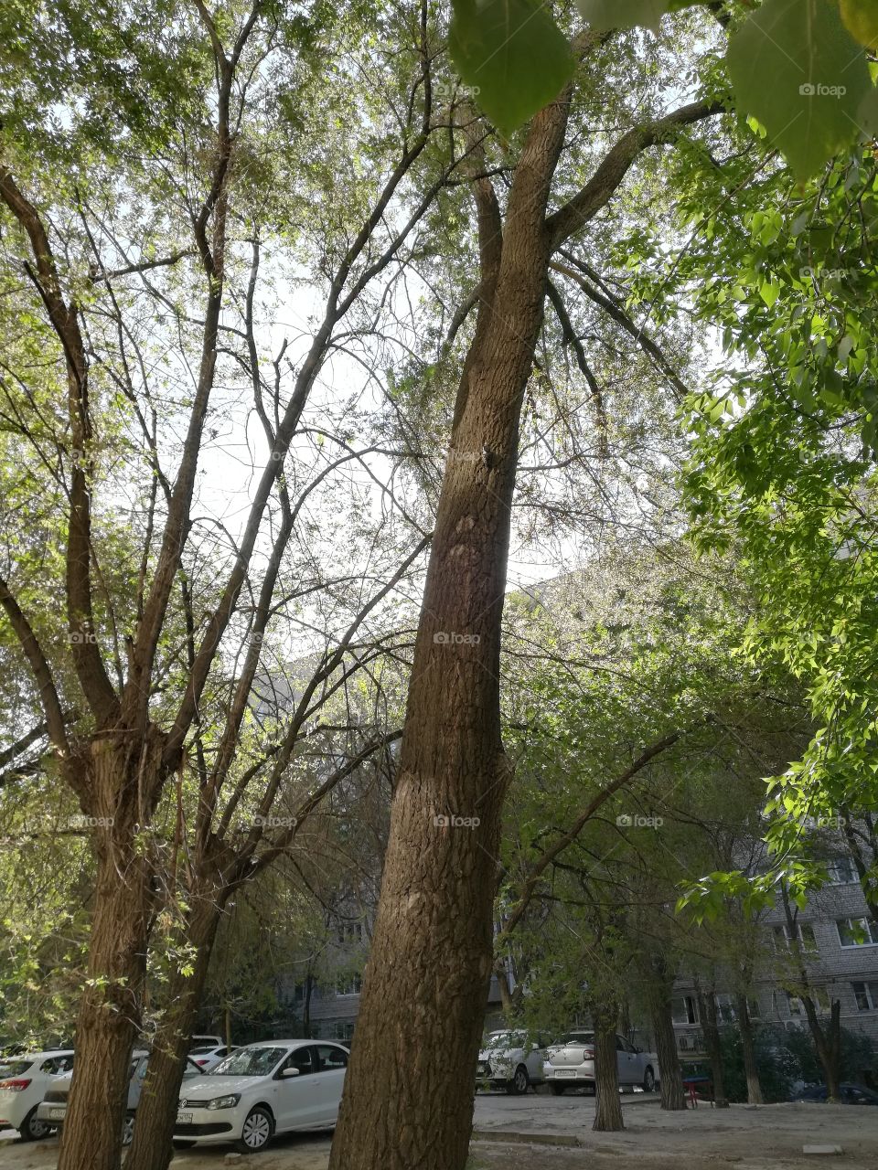 утро, дятел на дереве