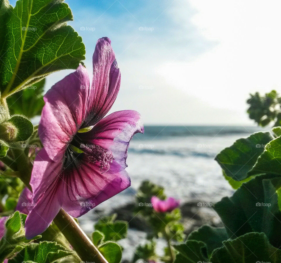 Close-up of pink flower