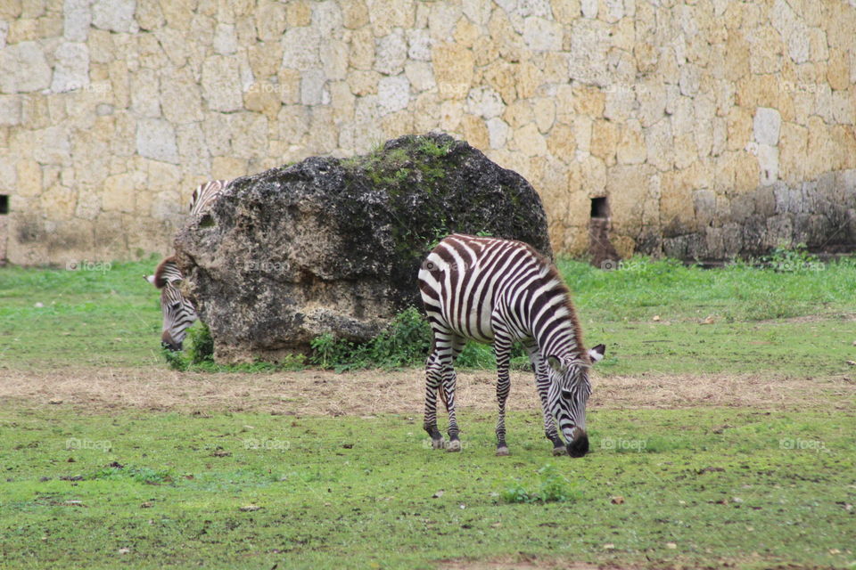 zebra SD