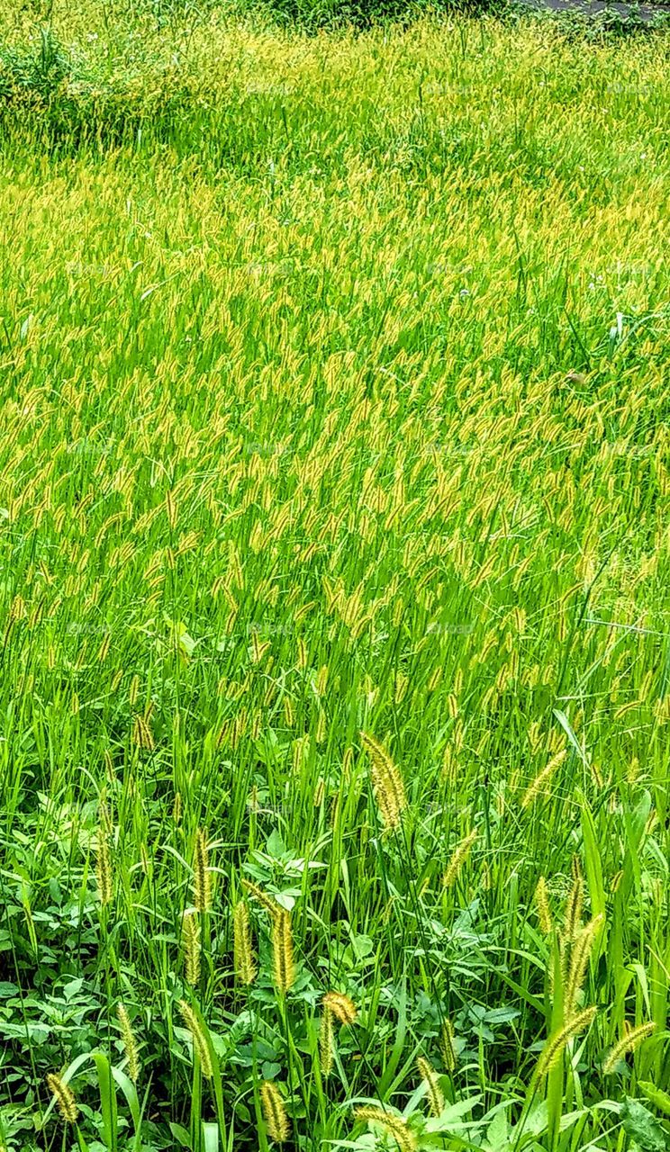 A large wild grass in summer, the lush green grass and the golden yellow spikes are so beautiful and brilliant.