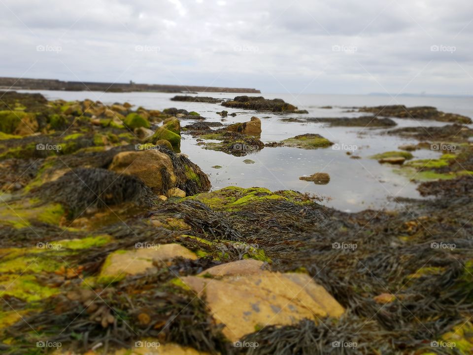 sea shore pebbles, rocks, and seaweed