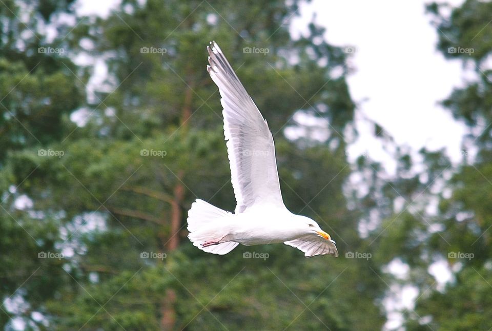 Seagull. A seagull flying in the air