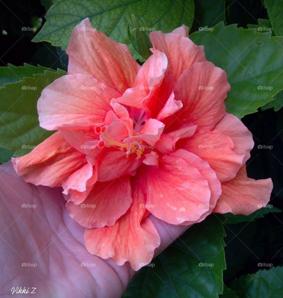 Pink Hibiscus