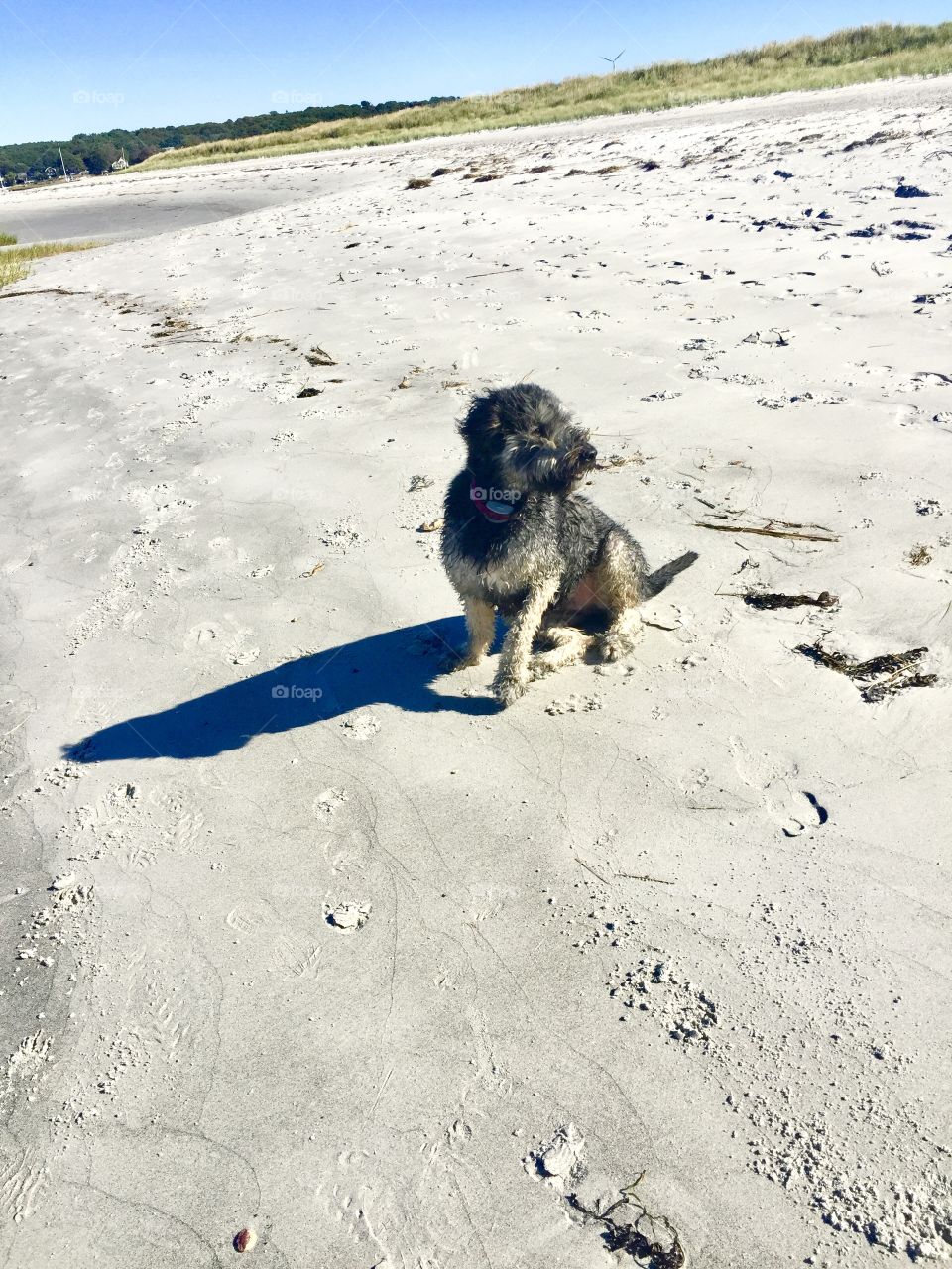 Dog on beach