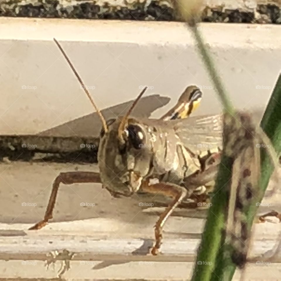 Pretty grasshopper