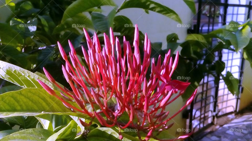 Flower sun light