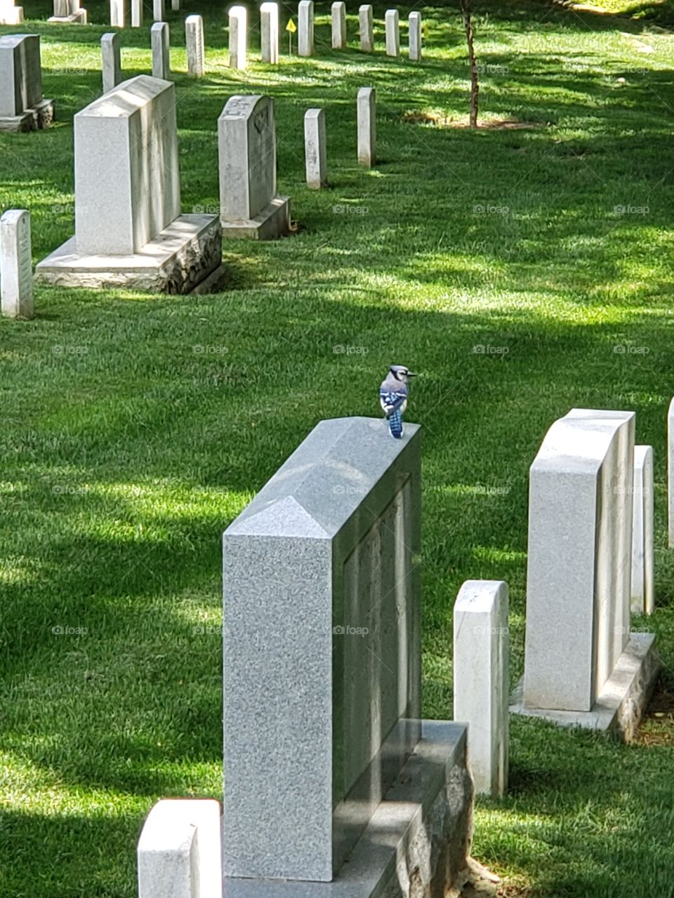 blue Jay on tombstone at Arlington Natl cemetery