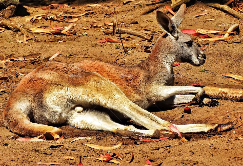 Kangaroo