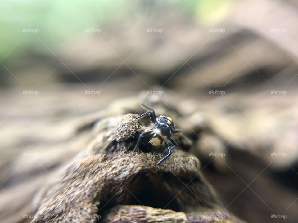 Amazing bug | Photo with iPhone 7 + Macro lens.