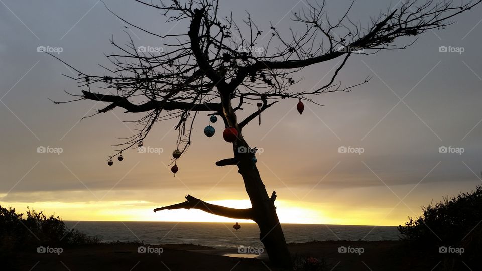 tree of Christmas