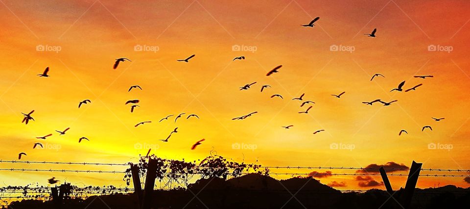 a flock of birds