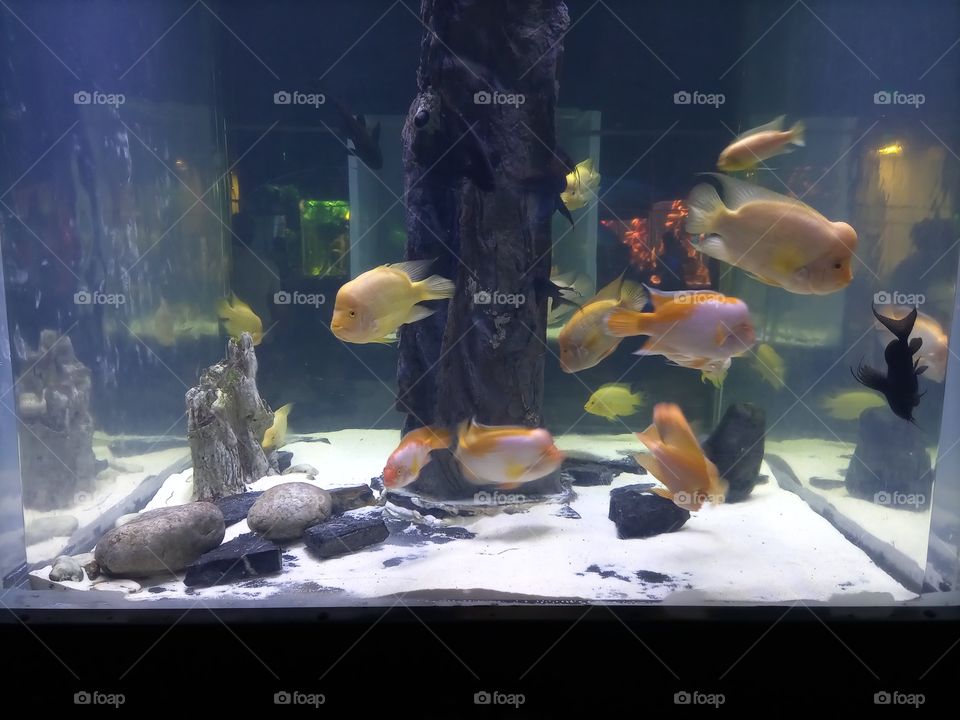 aquarium