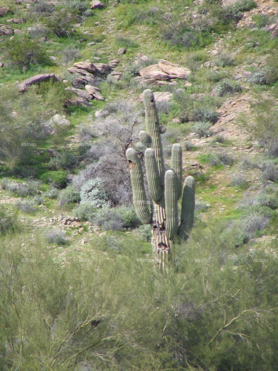 South Mountain Cactus