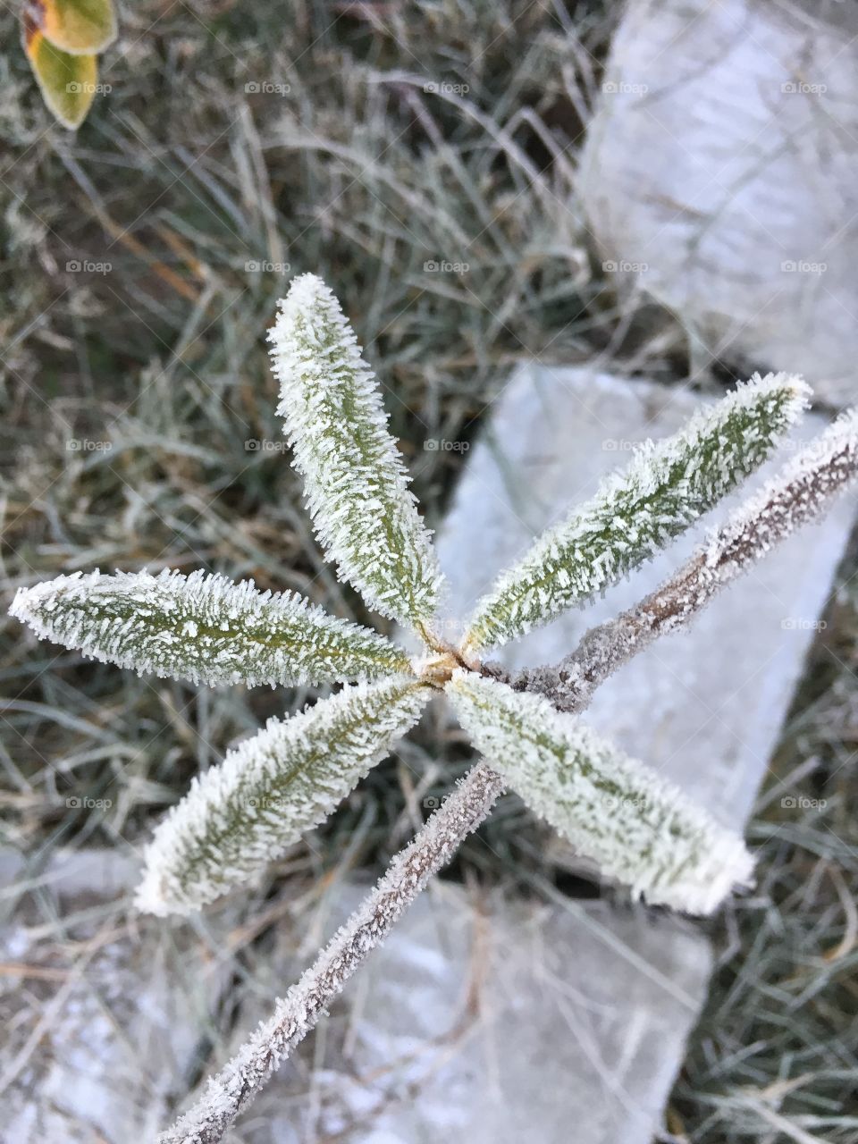 Frosted Rhododendron 