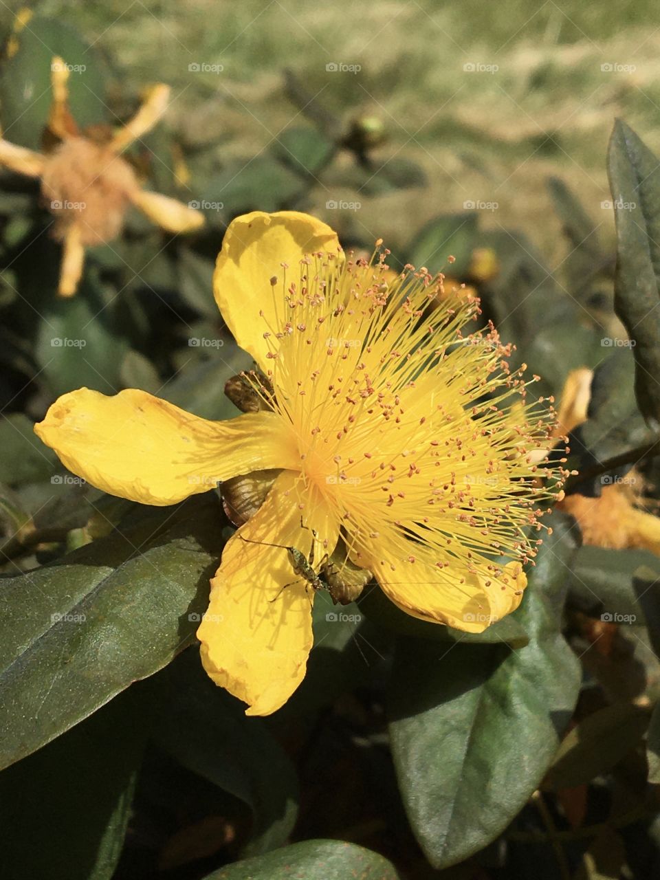 Yellow blooming St John’s Wort
