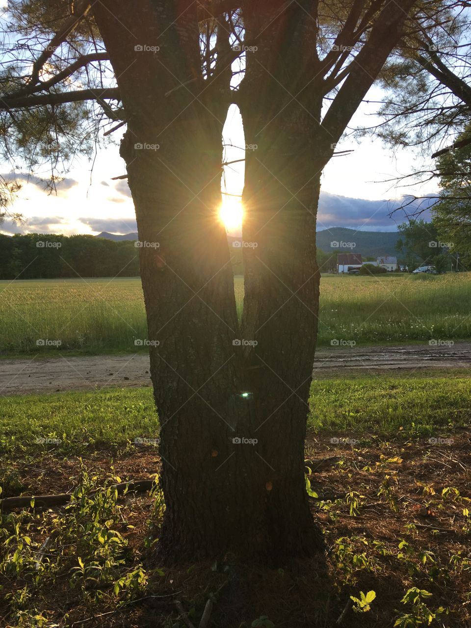 Sun between the trees 