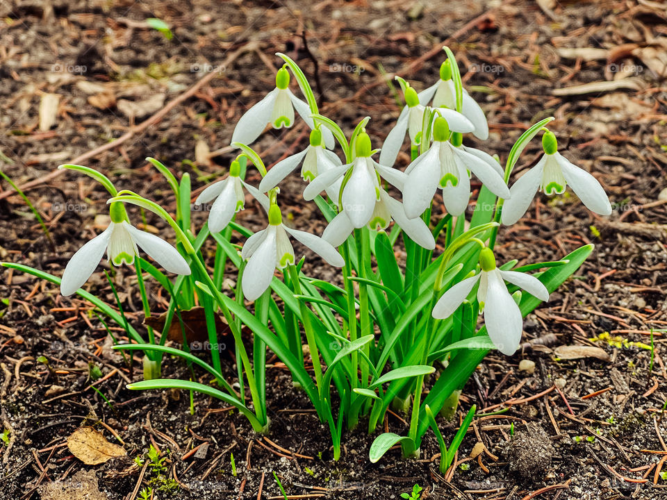 Snowdrops