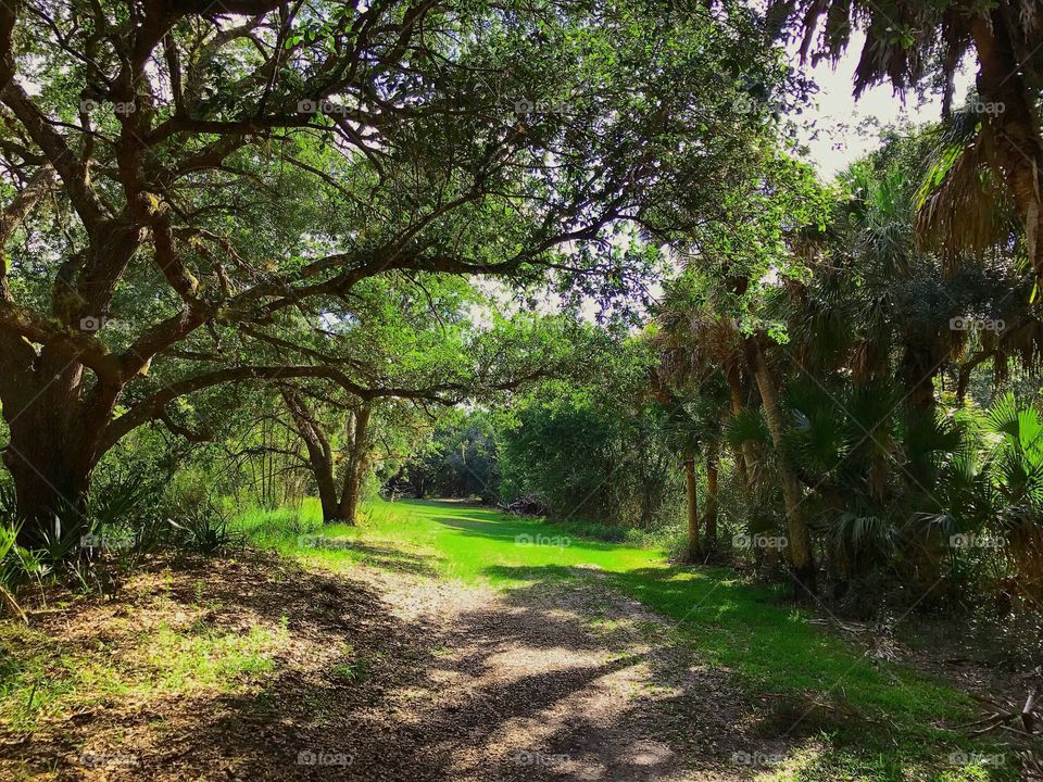 Green pathway through an ancient tropical forest.