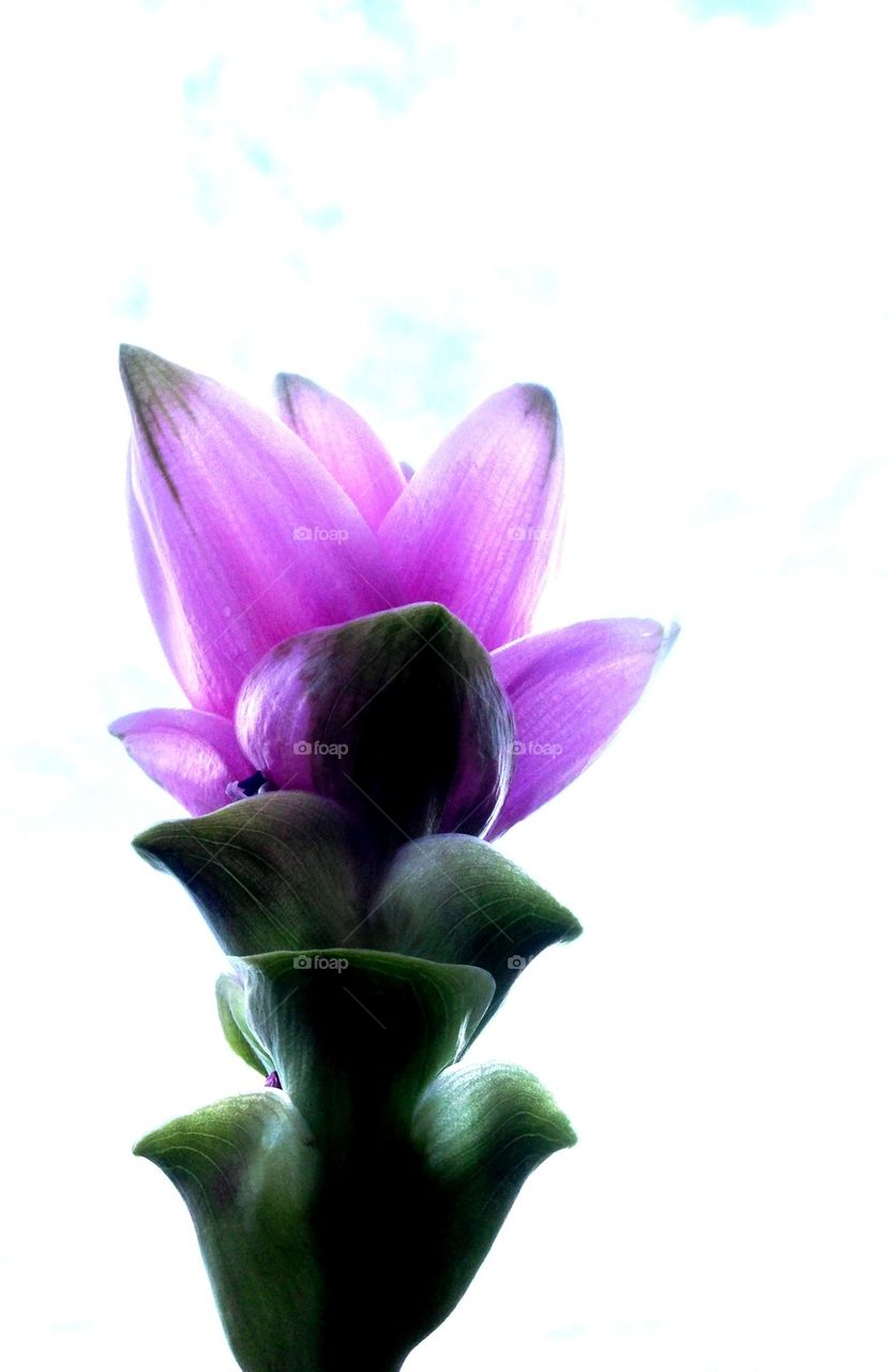 Low angle view of pink flower