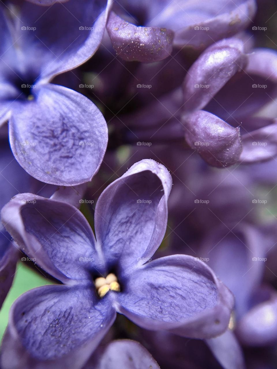 Blossom of lilac, flower macro, Very peri color