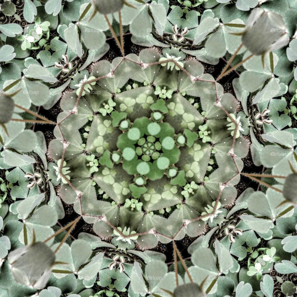 clover mandala