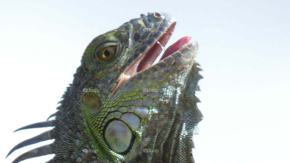 iguana looking towards sun, mouth open, tongue out