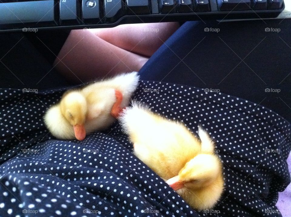 Ducklings on my Lap. Two ducklings on my lap while I'm on the computer.