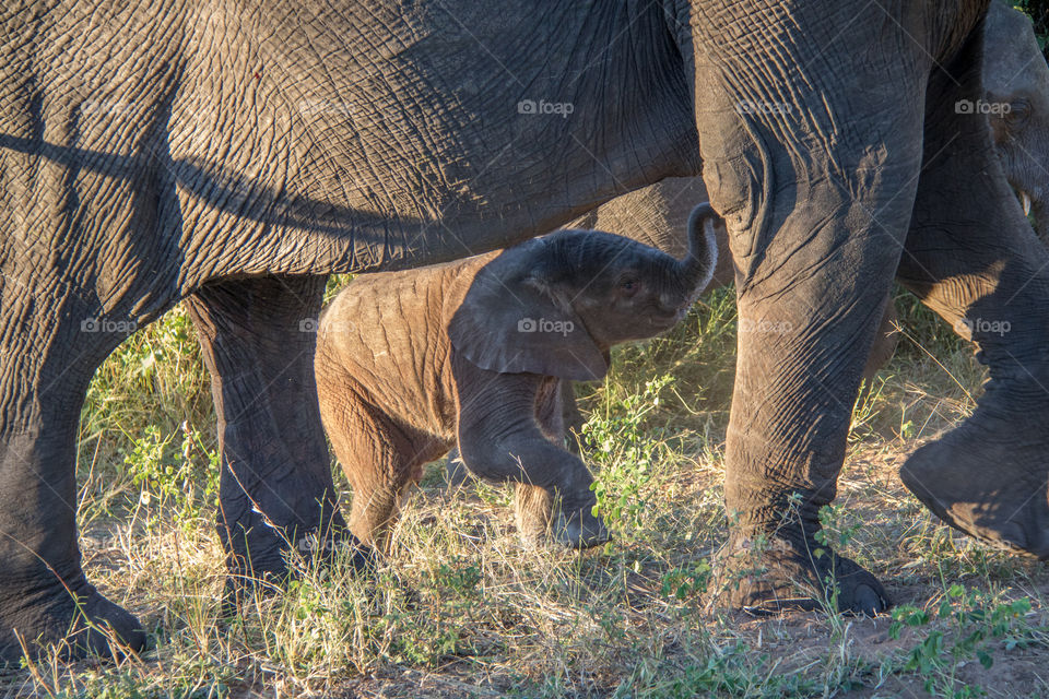 Elephants 