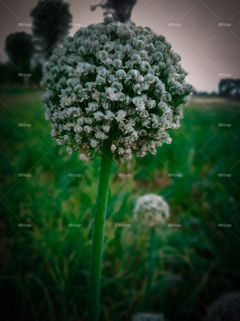 white onion flower
