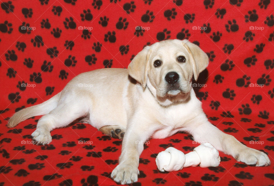 Yellow Labrador Puppy with a rawhide chewy on a red blanket with black paw prints 