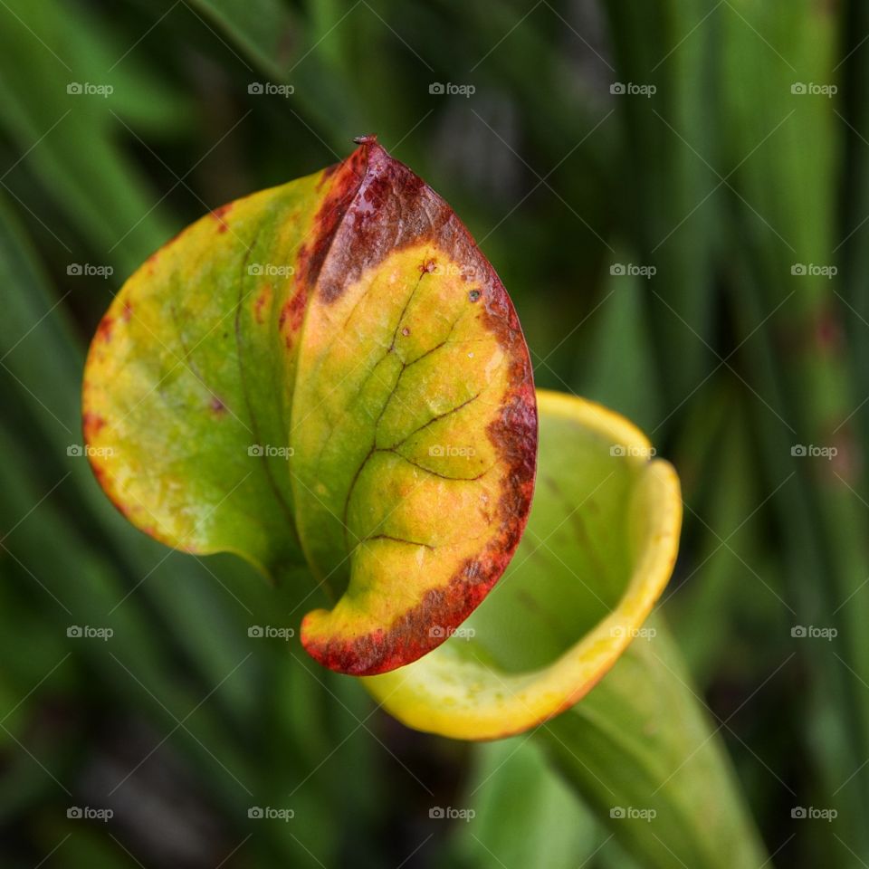 Carnivorous plant