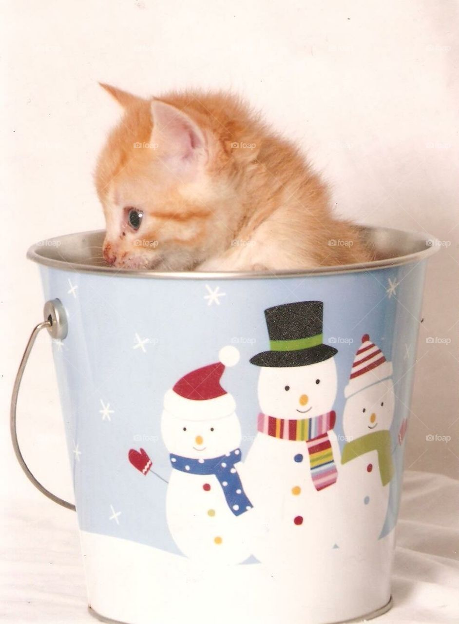 Cute kitten in pail