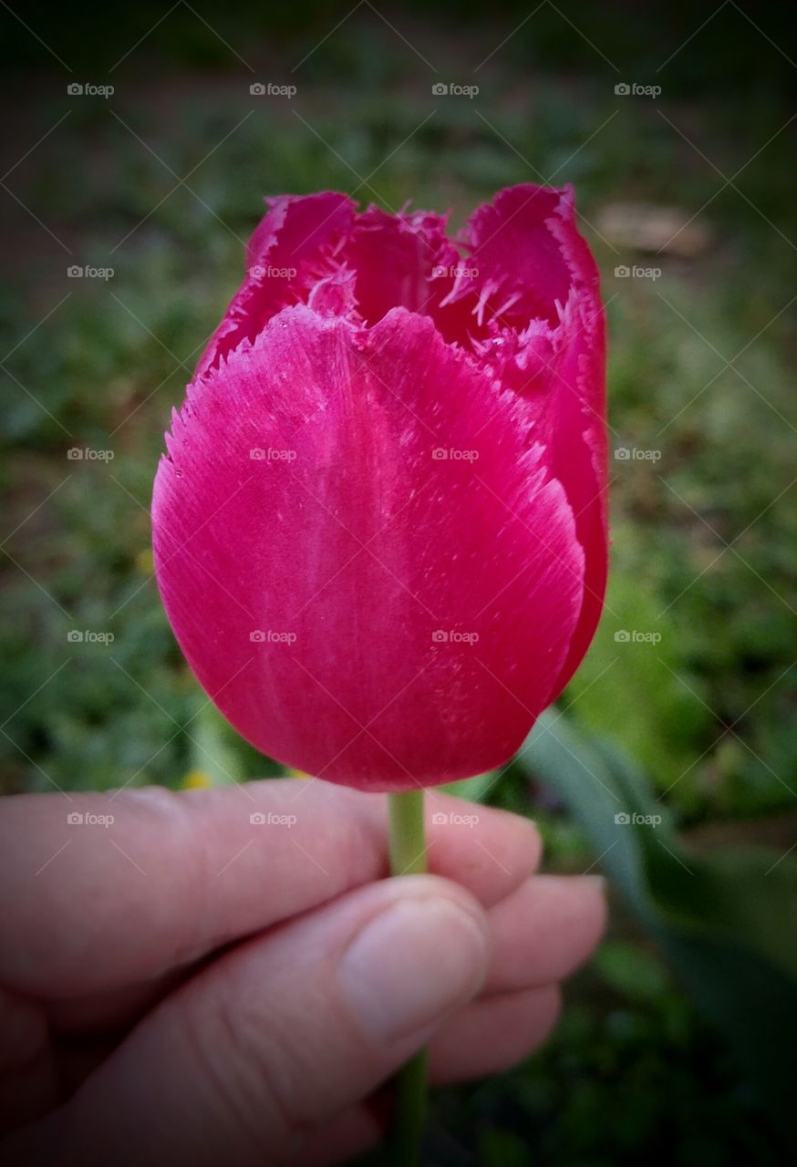 Pink Tulip
