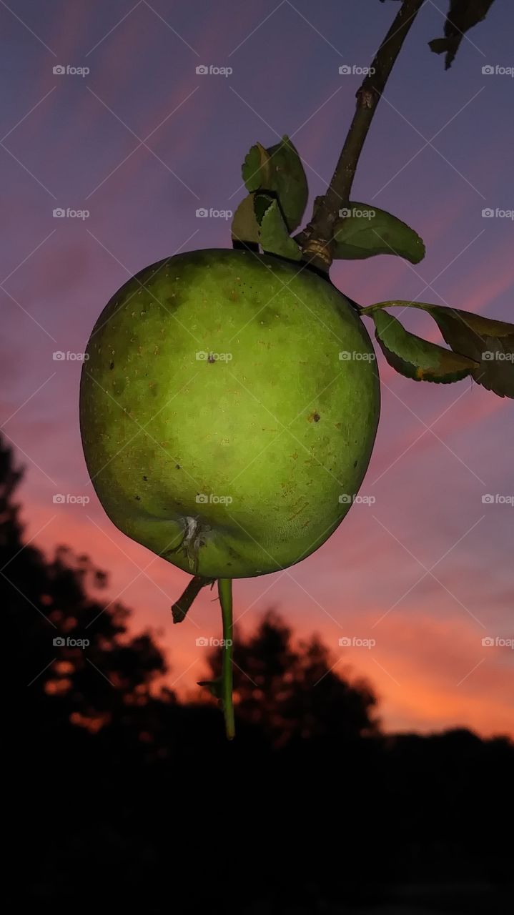 sunrise Apple